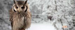 猫头鹰为什么喜欢在夜间活动 猫头鹰为什么只在夜间活动