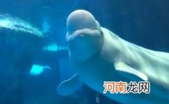 武汉海昌极地海洋世界约的夜场上午可以去吗 武汉海昌极地海洋公园上午去还