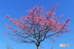 美丽异木棉怎么养