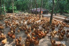 腊鸡腌制方法湖南