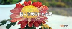 情人节菊花什么意思