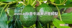 avocado是牛油果还是鳄梨