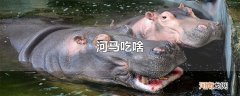 河马吃啥