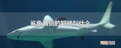 鲨鱼两侧的翅膀叫什么