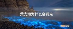 荧光海为什么会发光