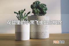 花盆里的小黑飞虫如何根除 花盆里为什么会有小黑飞虫