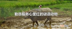 勤恳服务心里红的谜语动物
