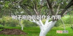 树干刷白灰起什么作用 给树干刷白灰有用吗