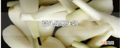 藠头是葱头吗
