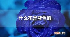 什么花是蓝色的 蓝色的花的花语是什么