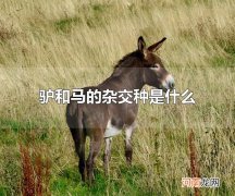 驴和马的杂交种是什么 驴和马的杂交种是骡