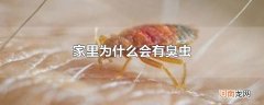 家里为什么会有臭虫
