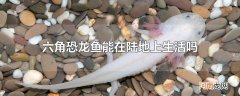 六角恐龙鱼能在陆地上生活吗