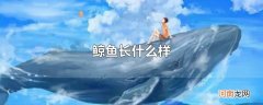 鲸鱼长什么样