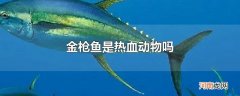 金枪鱼是热血动物吗