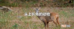 头上长角的动物