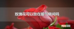 玫瑰花可以放在暖气房间吗