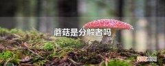 蘑菇是分解者吗