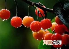 樱桃可以多吃吗 樱桃上火吗