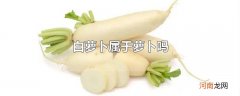白萝卜属于萝卜吗