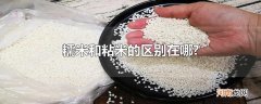 糯米和粘米的区别在哪?