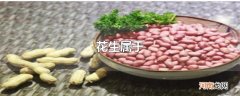 花生属于
