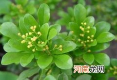 米兰花好不好养 米兰花的养殖方法和注意事项有哪些