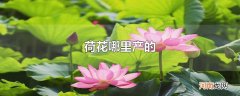 荷花哪里产的
