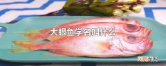 大眼鱼学名叫什么