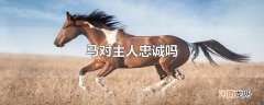 马对主人忠诚吗