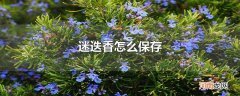 迷迭香怎么保存