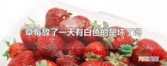 草莓放了一天有白色的是坏了吗