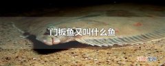 门板鱼又叫什么鱼