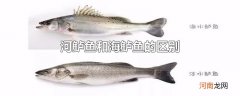 河鲈鱼和海鲈鱼的区别