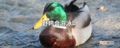野鸭会游泳吗