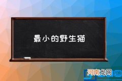 最小的野生猫 什么猫最小？