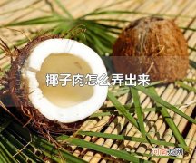 椰子肉怎么弄出来 椰子属于什么类型的植物