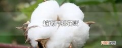 越南产棉花吗