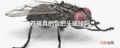 苍蝇真的会把头搓掉吗