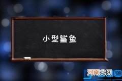 小型鲨鱼 最小的鲨鱼有多大？