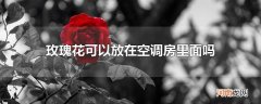 玫瑰花可以放在空调房里面吗