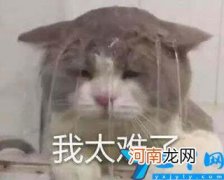 商家害怕12345还是12315 消费者投诉平台哪个管用