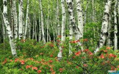凡事靠自己的说说 人一定要靠自己的句子