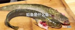 鲶鱼是什么鱼