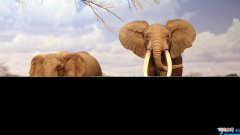 大象最怕的东西是什么 大象怕什么动物