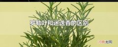 罗勒叶和迷迭香的区别