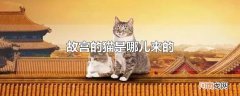 故宫的猫是哪儿来的
