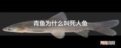 青鱼为什么叫死人鱼