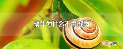 蜗牛为什么不用避雨