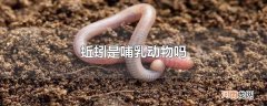 蚯蚓是哺乳动物吗